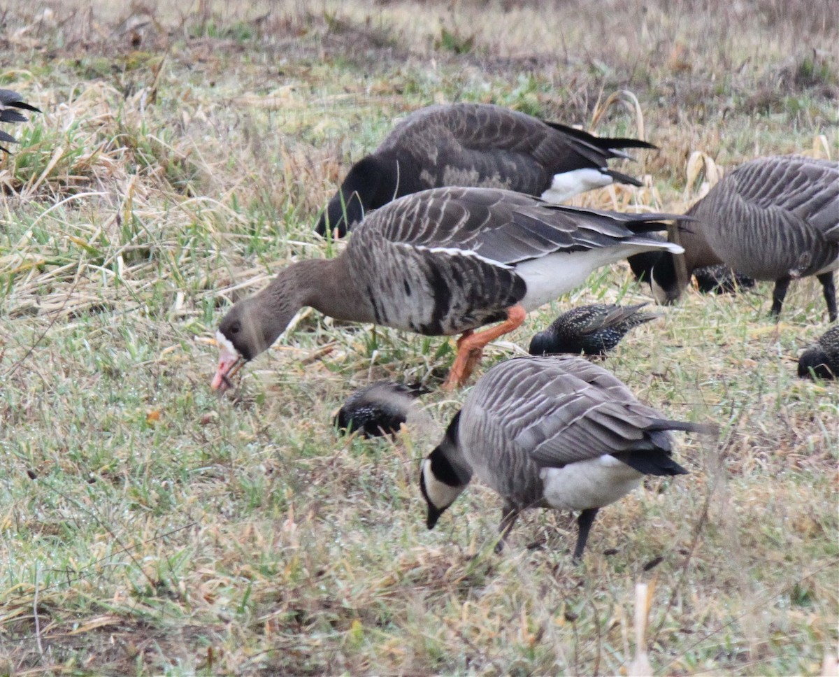 Greater White-fronted Goose - Philip Kline
