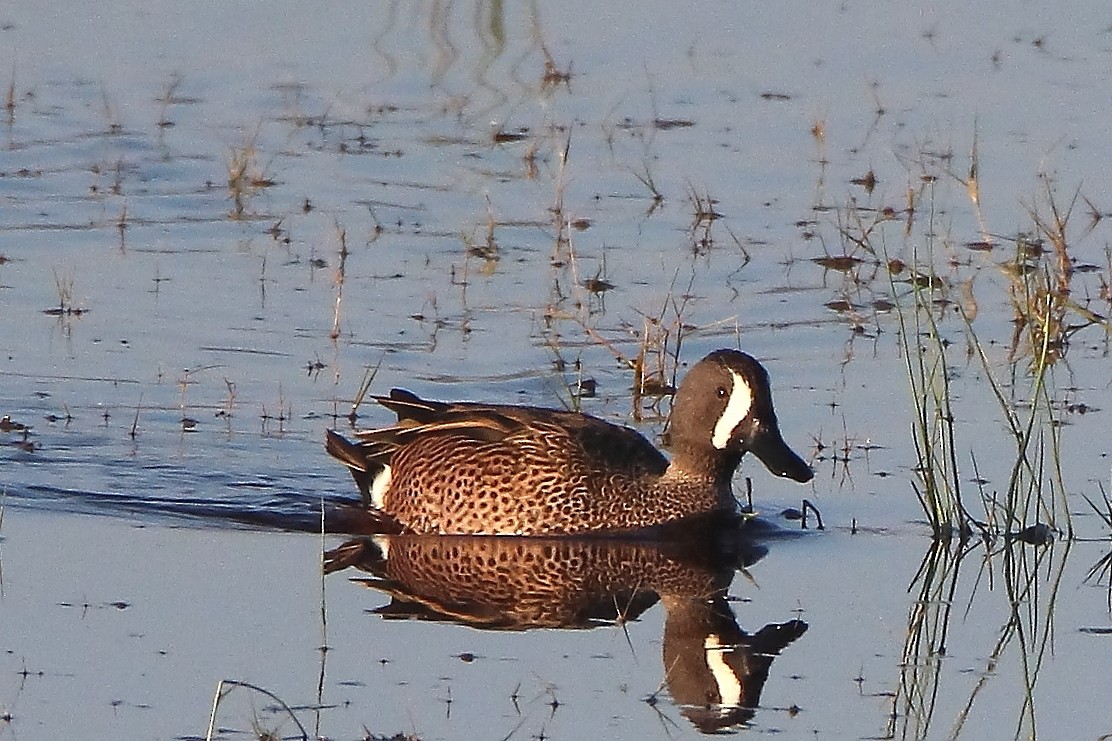Blue-winged Teal - ML390248141