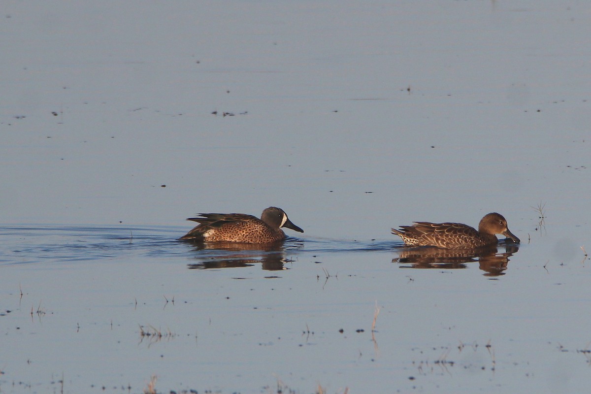 Blue-winged Teal - ML390248151