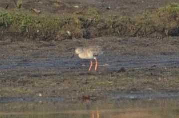 Spotted Redshank - ML39027161