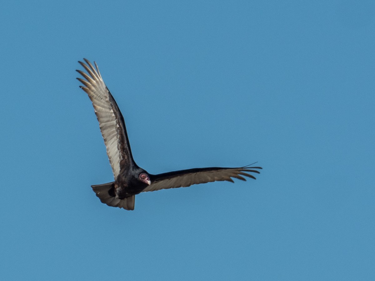 Turkey Vulture - ML390273741