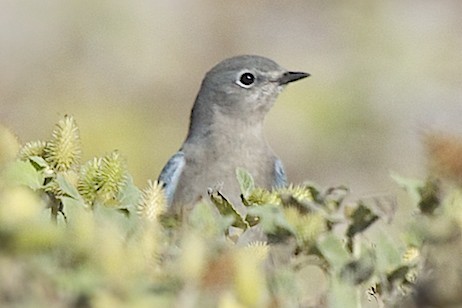 Mountain Bluebird - robert bowker