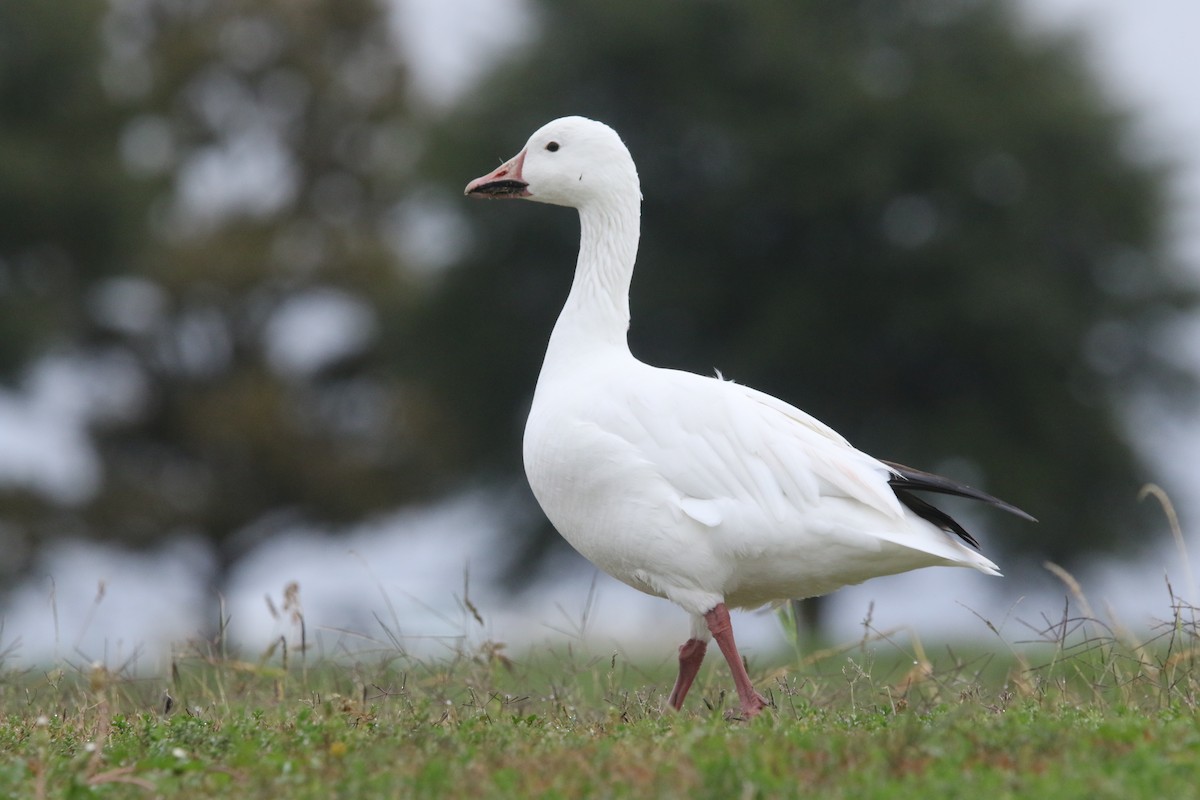 Snow Goose - Pair of Wing-Nuts