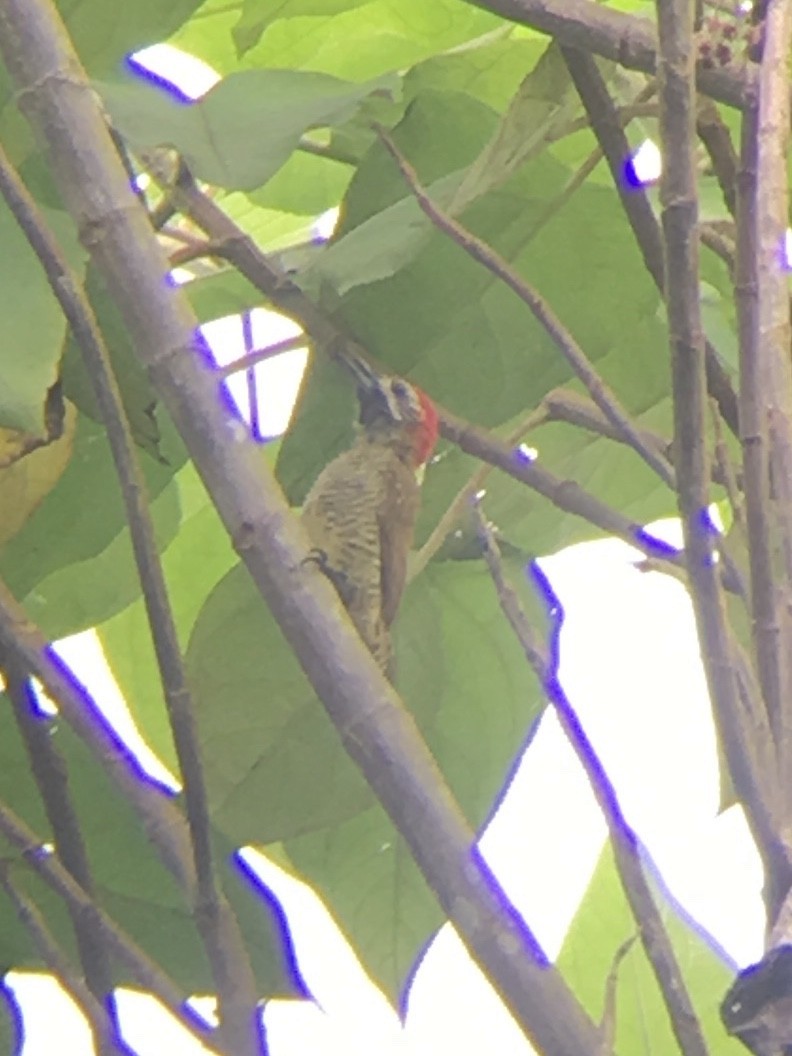 Yellow-vented Woodpecker - ML390289191