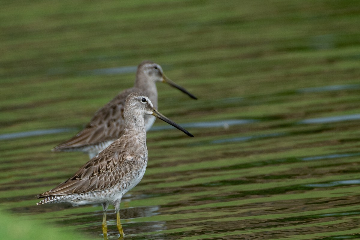 Long-billed Dowitcher - ML390294381