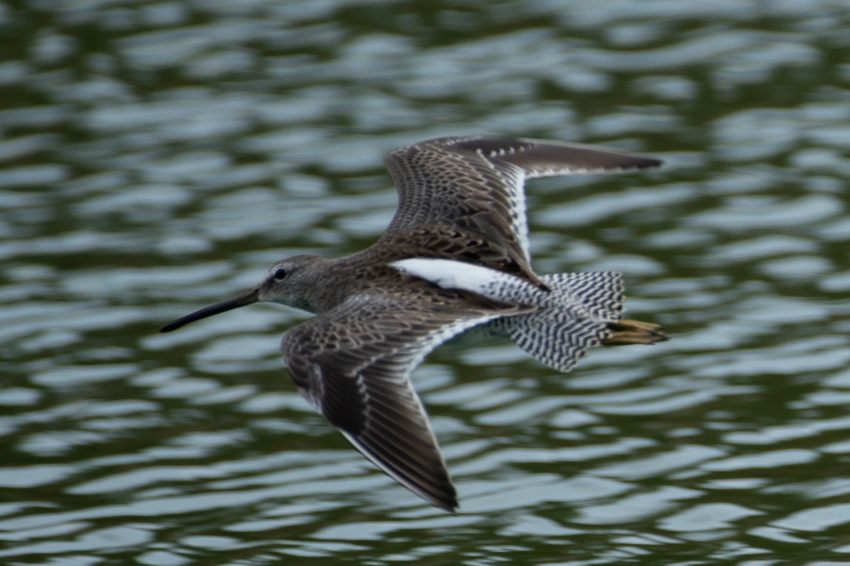 Long-billed Dowitcher - ML390294391