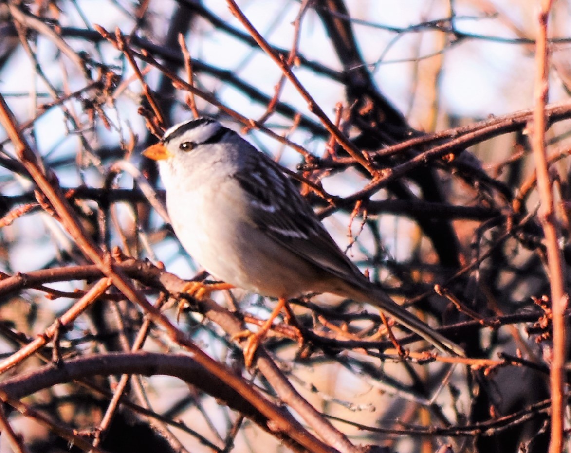 White-crowned Sparrow - Bob Sieker