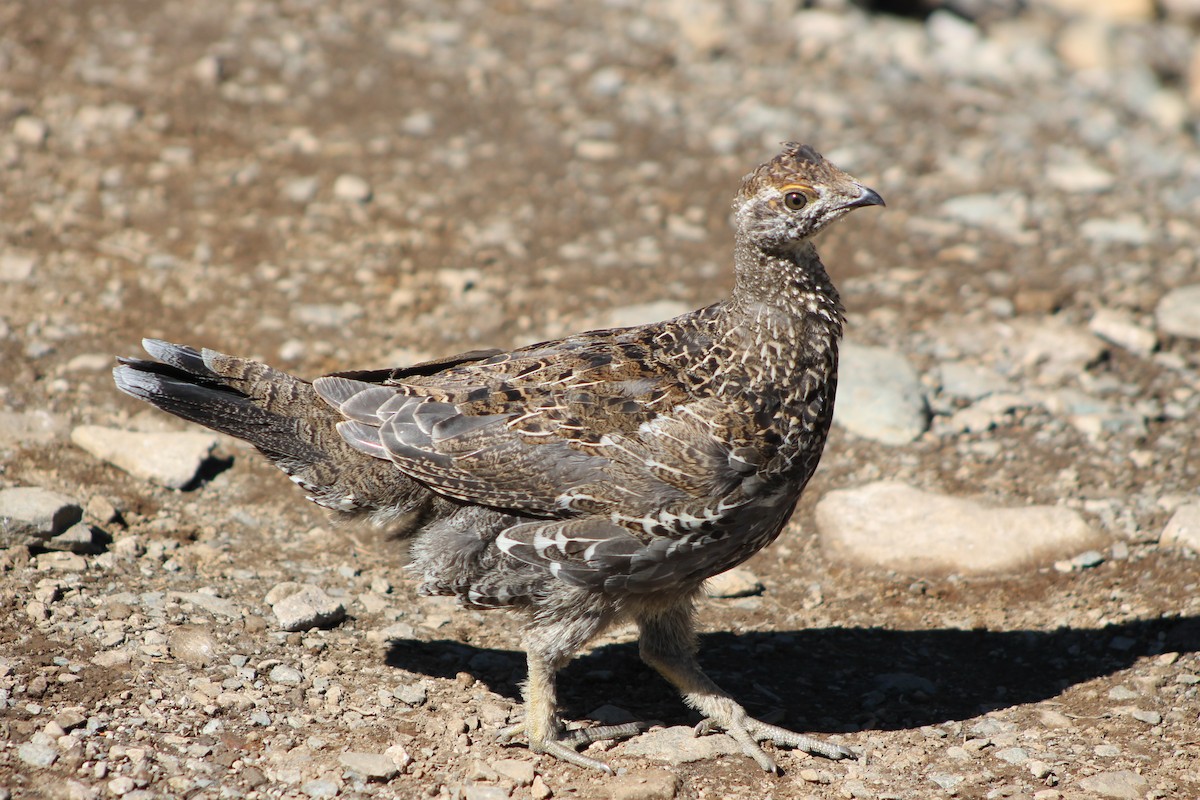 Sooty Grouse - Isaiah Nugent