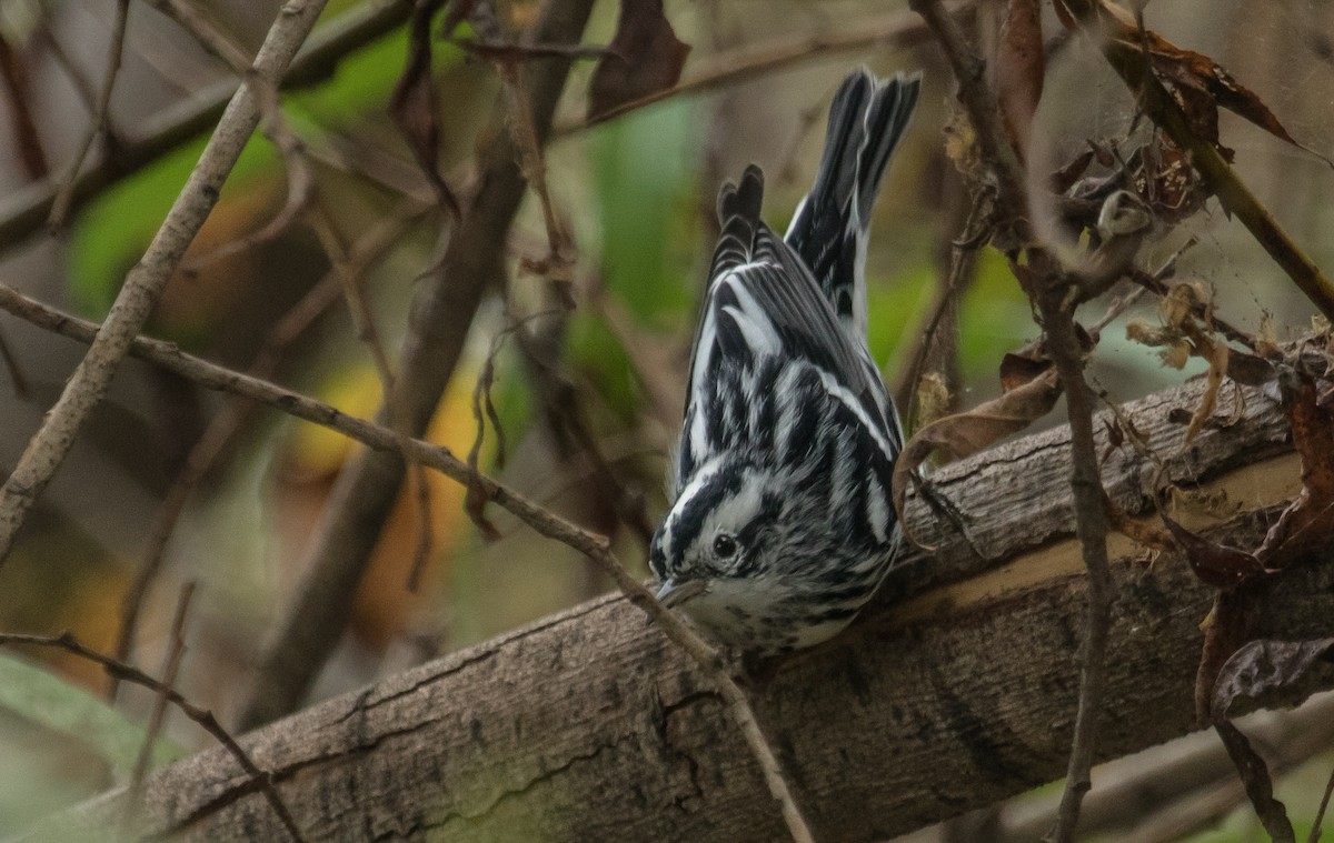 Black-and-white Warbler - ML39029871