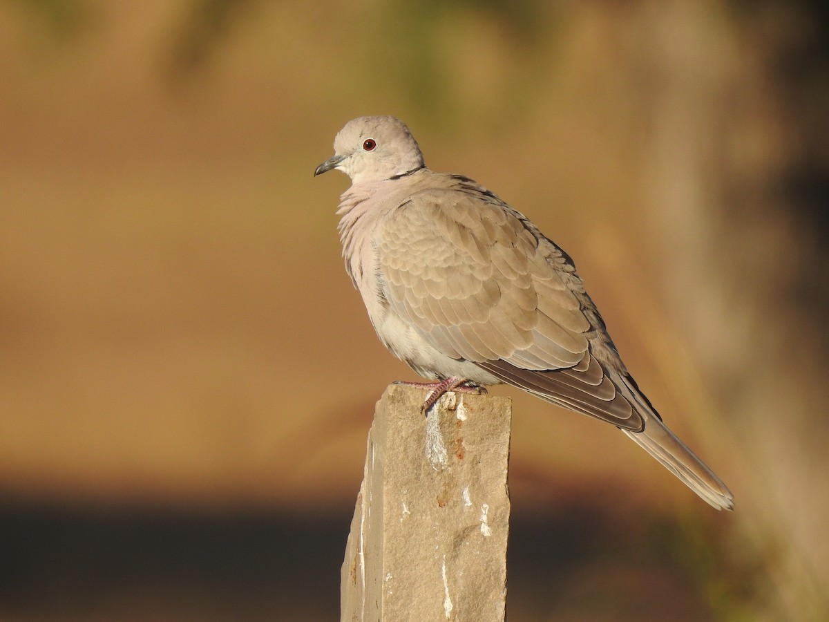 Eurasian Collared-Dove - ML390306251