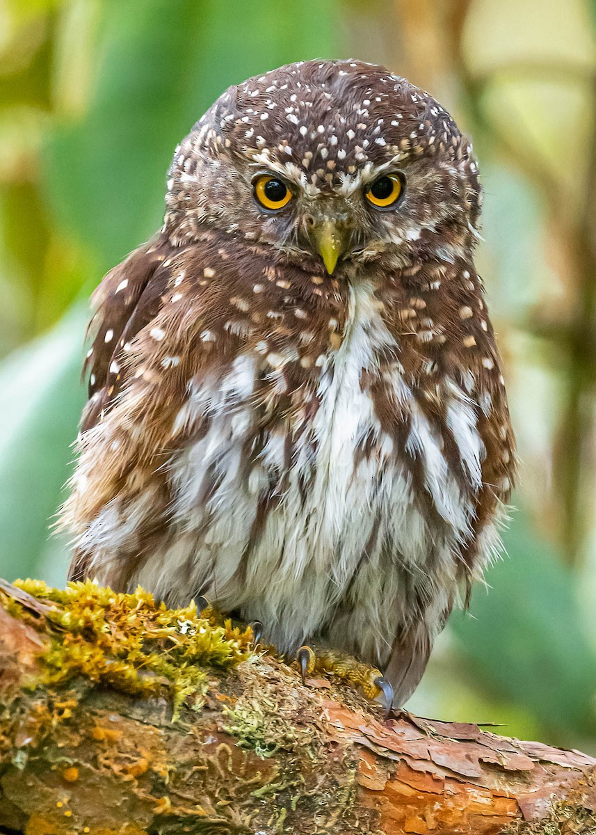 Andean Pygmy-Owl - ML390307151