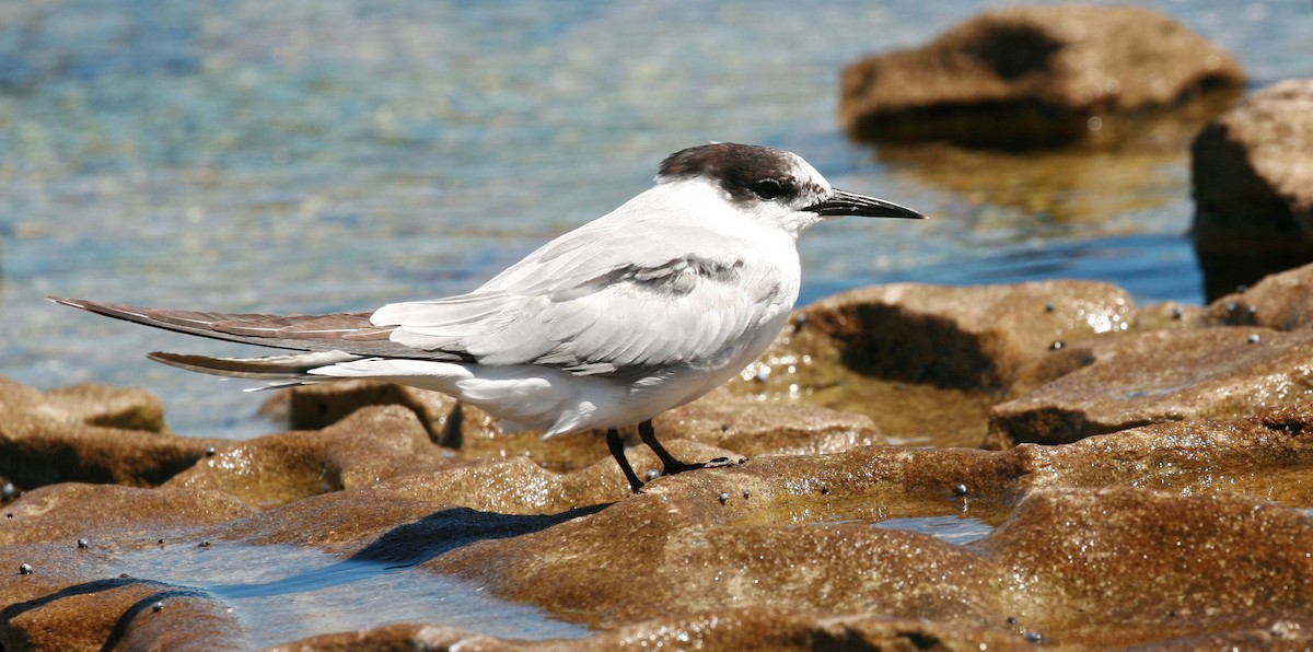 Common Tern (longipennis) - Anonymous