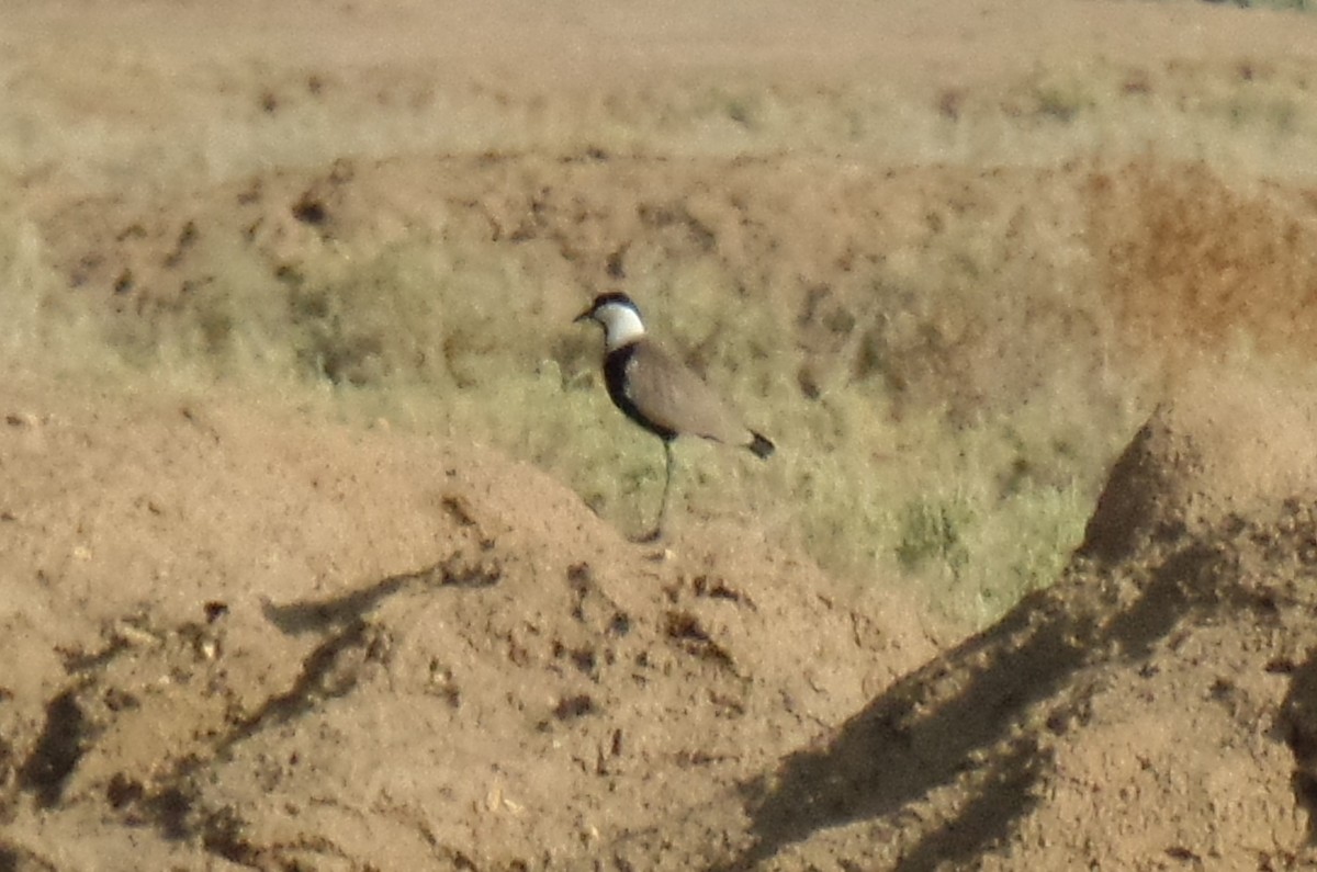 Spur-winged Lapwing - ML390311141