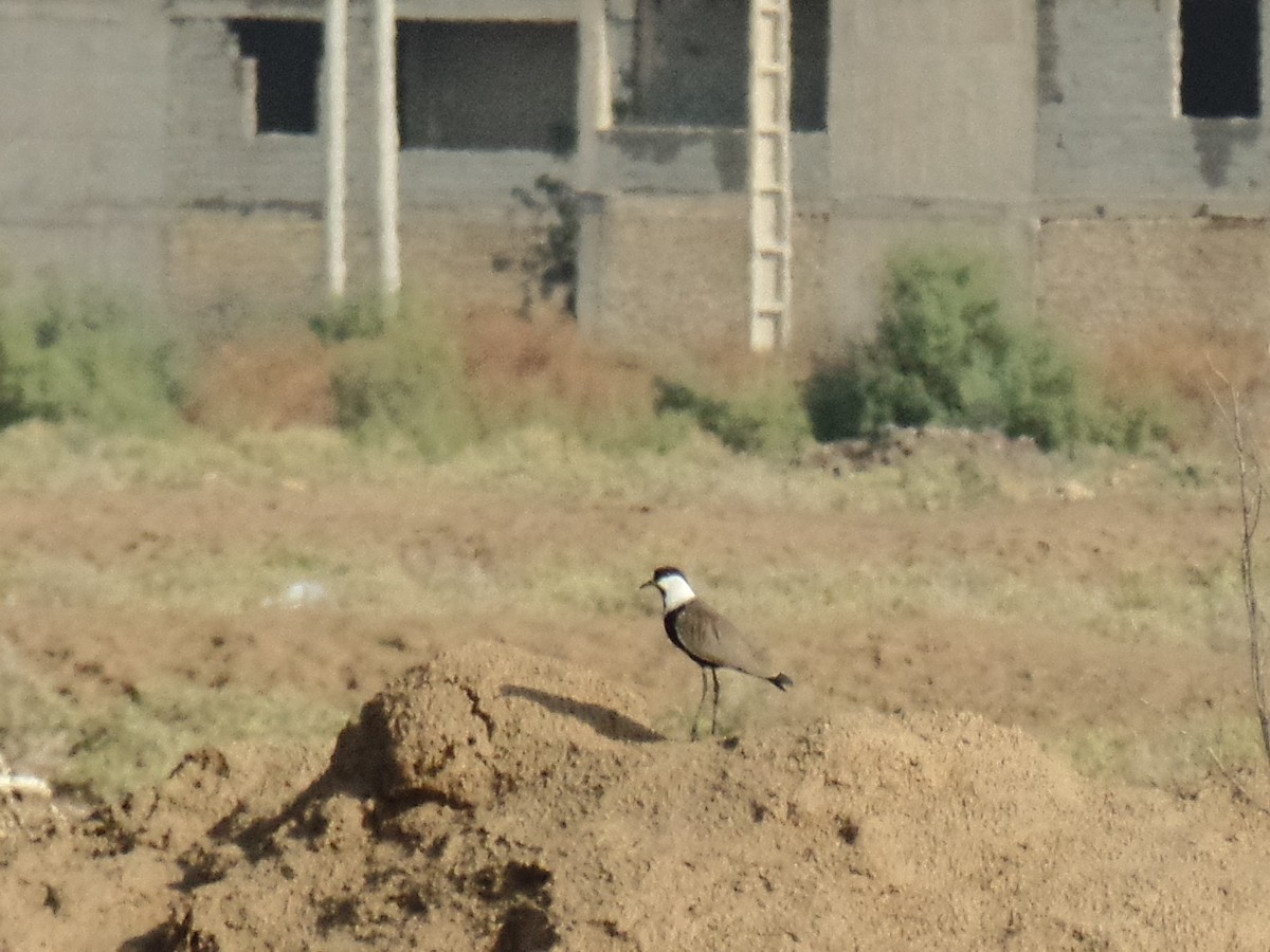 Spur-winged Lapwing - ML390311161