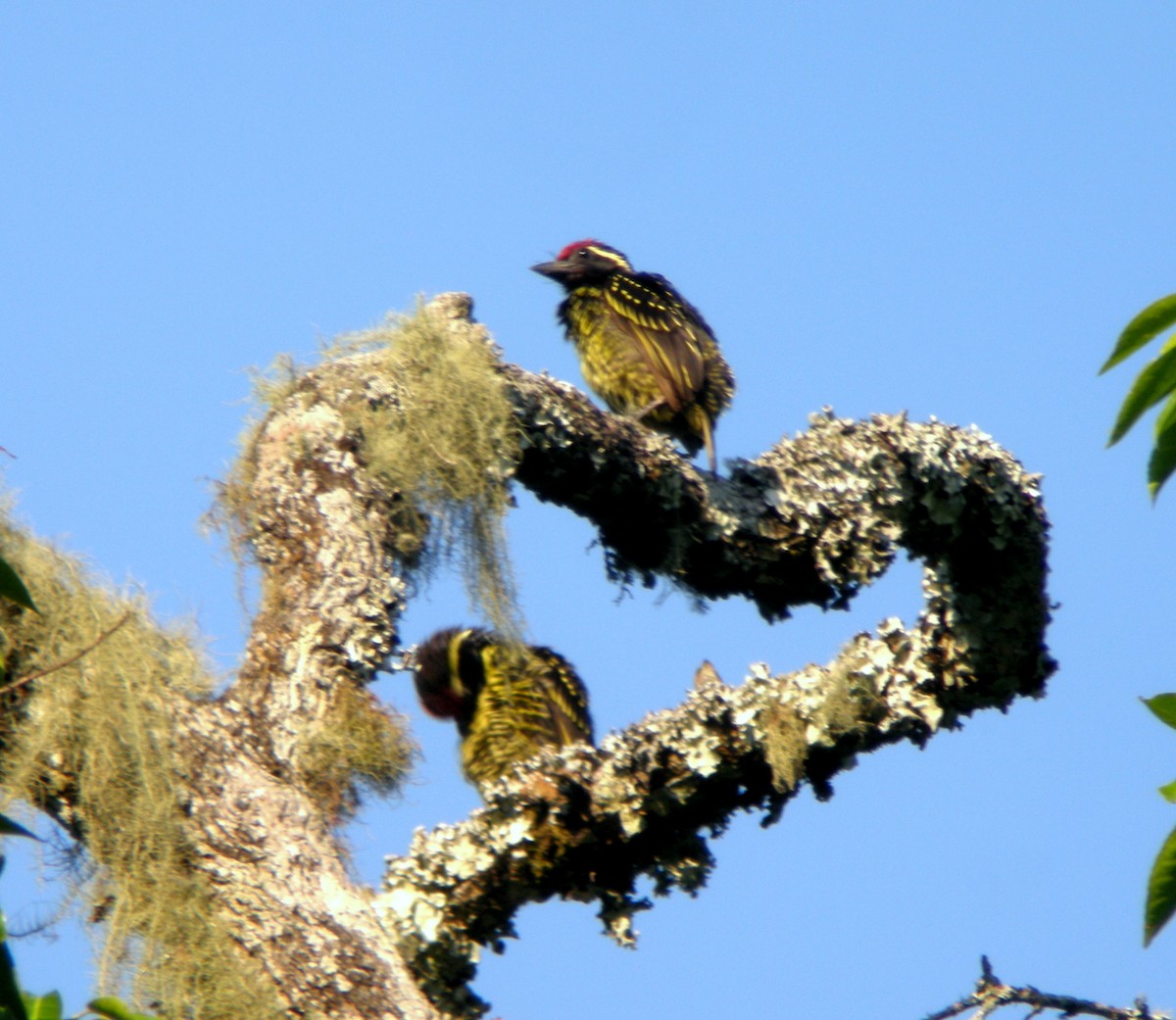 Yellow-spotted Barbet - Keith Langdon