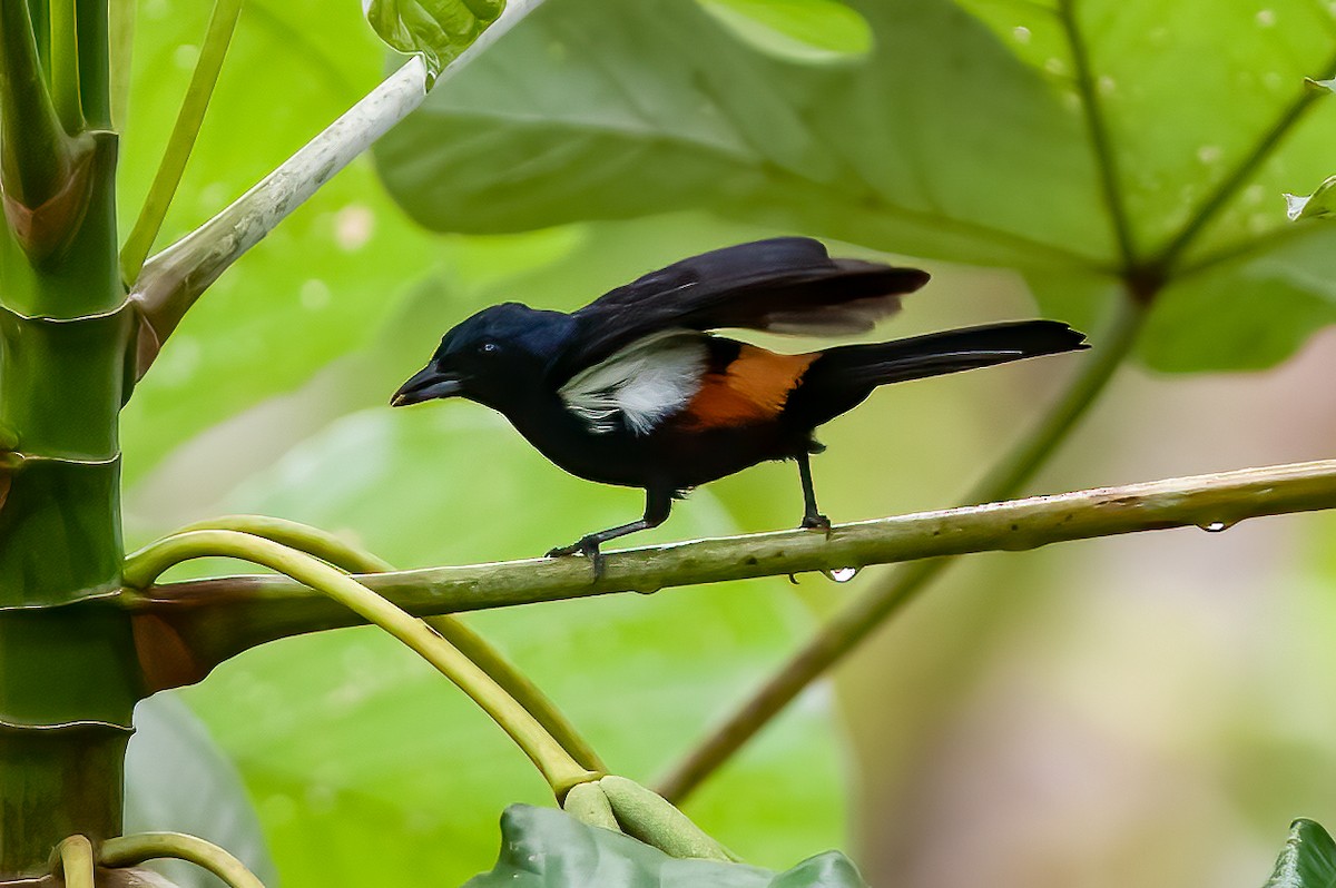 Fulvous-crested Tanager - ML390323071