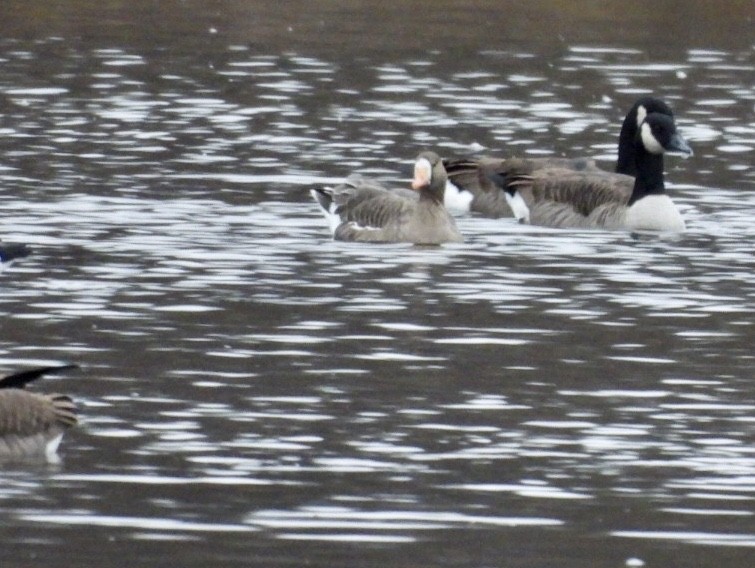 Greater White-fronted Goose - ML390324761