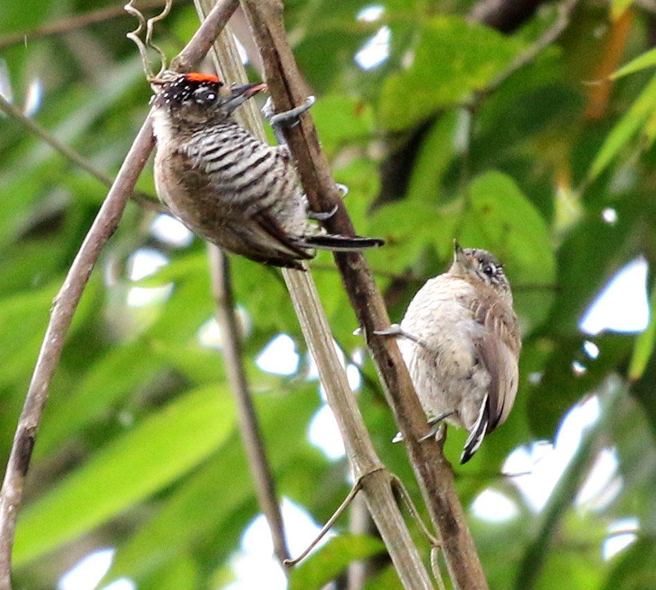 White-barred Piculet - ML390326241