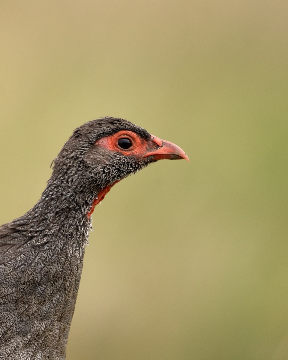 Red-necked Spurfowl - ML390338001
