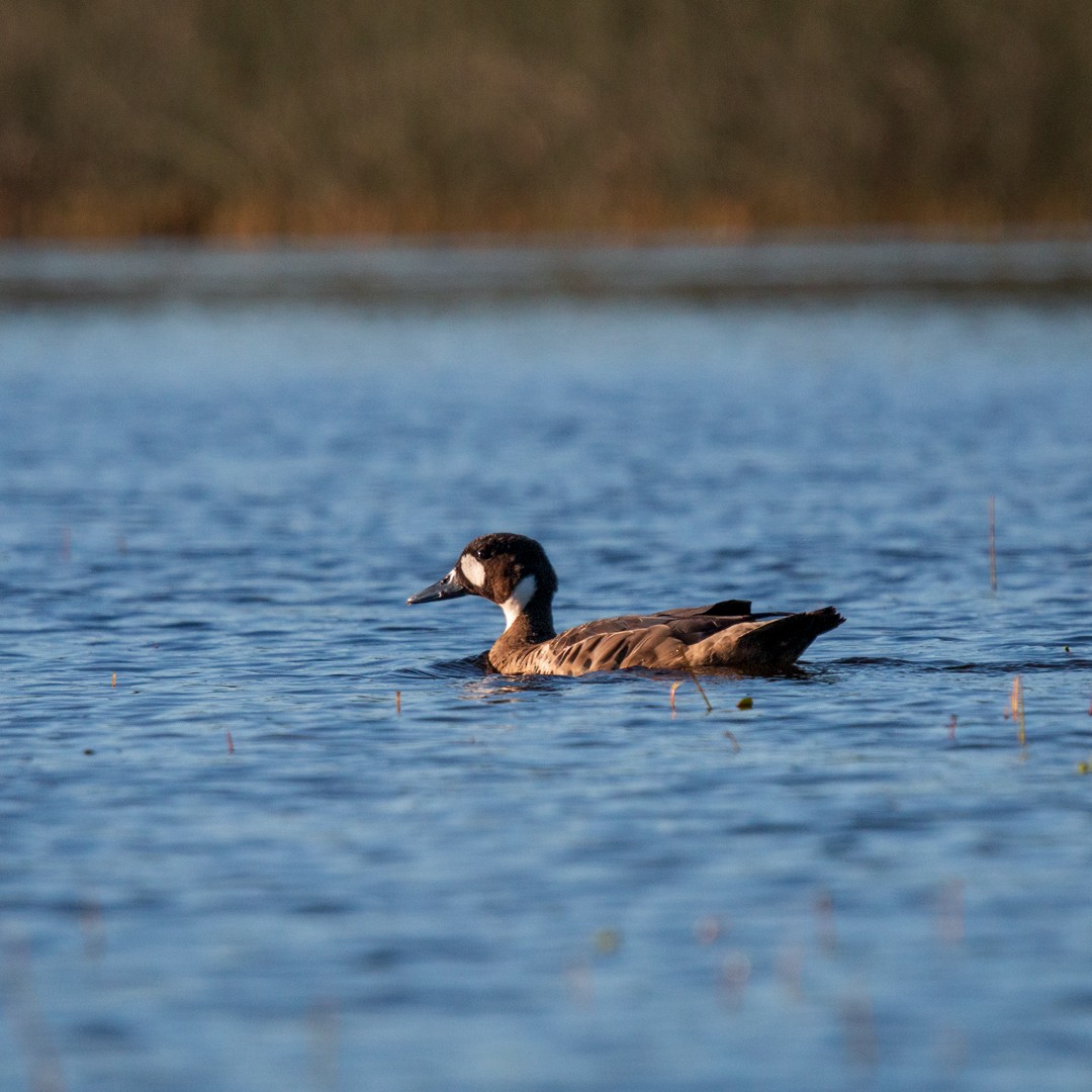 Spectacled Duck - ML390338821