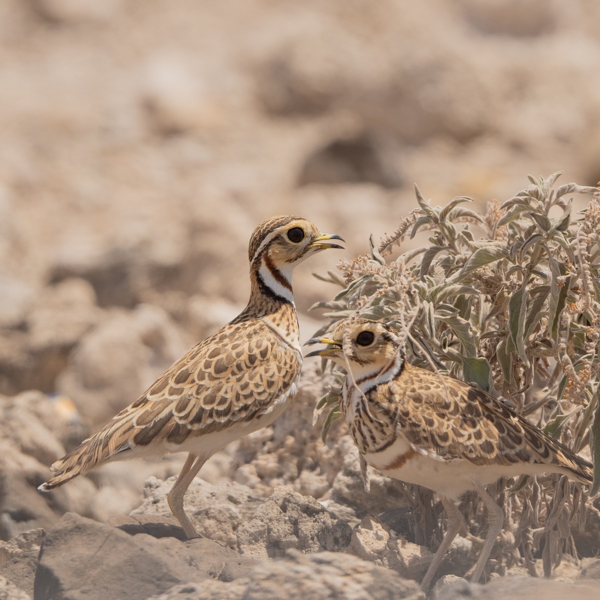 Three-banded Courser - ML390338911