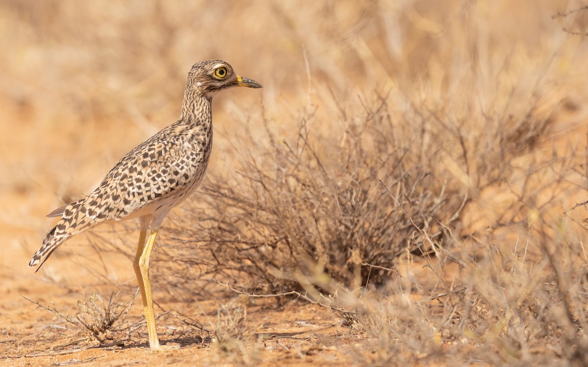 Spotted Thick-knee - ML390339321