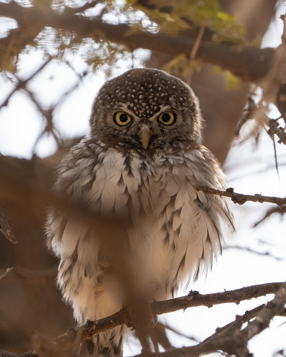 Pearl-spotted Owlet - ML390339341