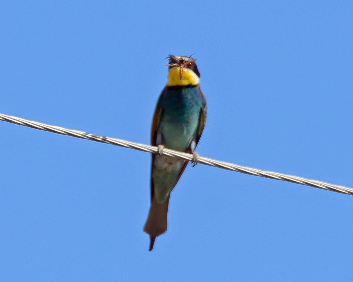 European Bee-eater - ML390340921