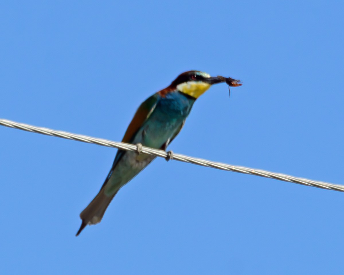 European Bee-eater - ML390341011