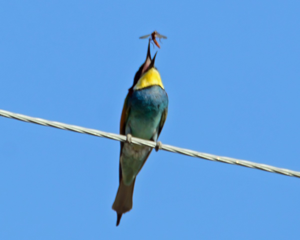 European Bee-eater - ML390341041