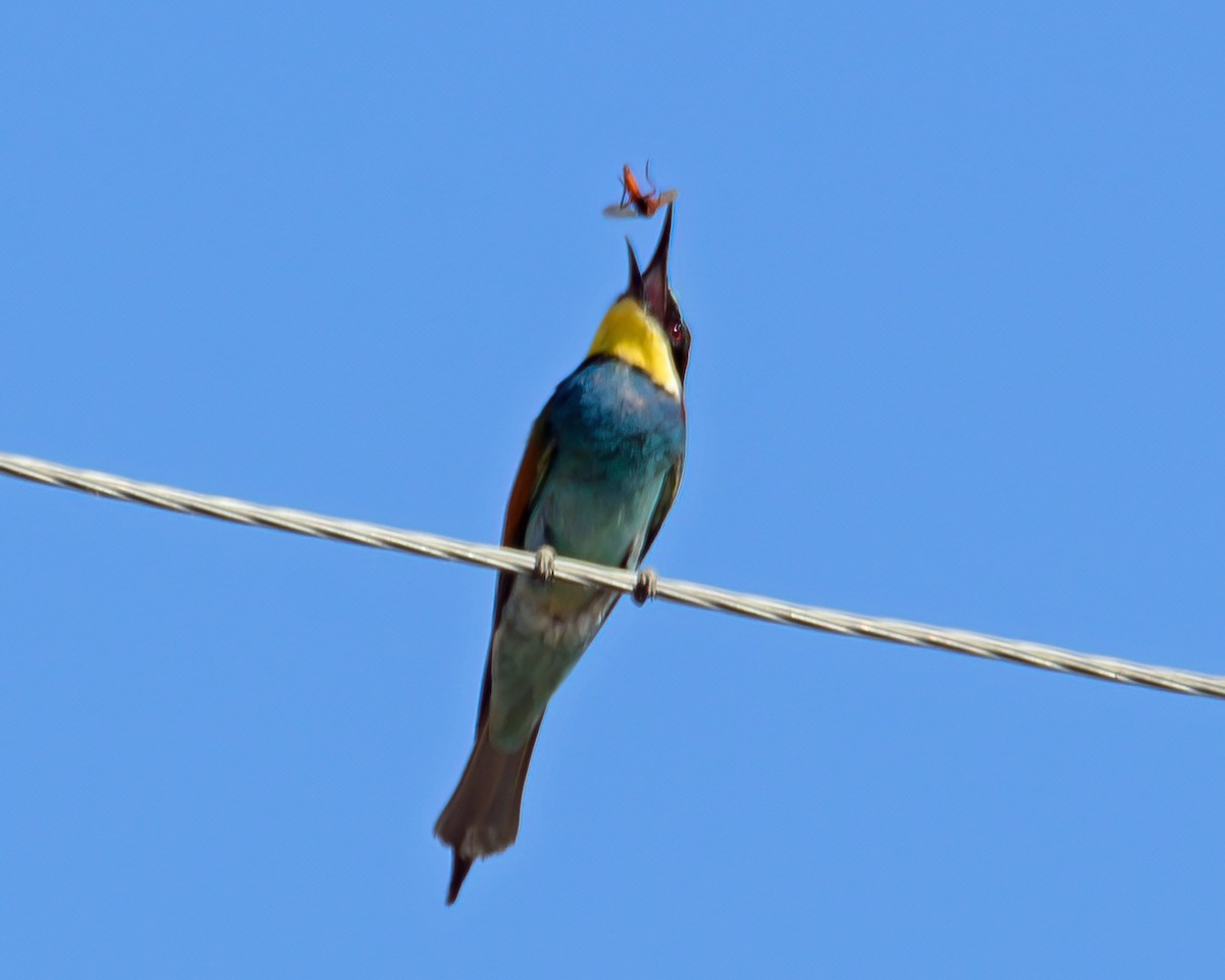 European Bee-eater - ML390341051