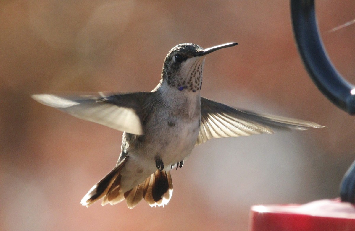 Black-chinned Hummingbird - ML390341201