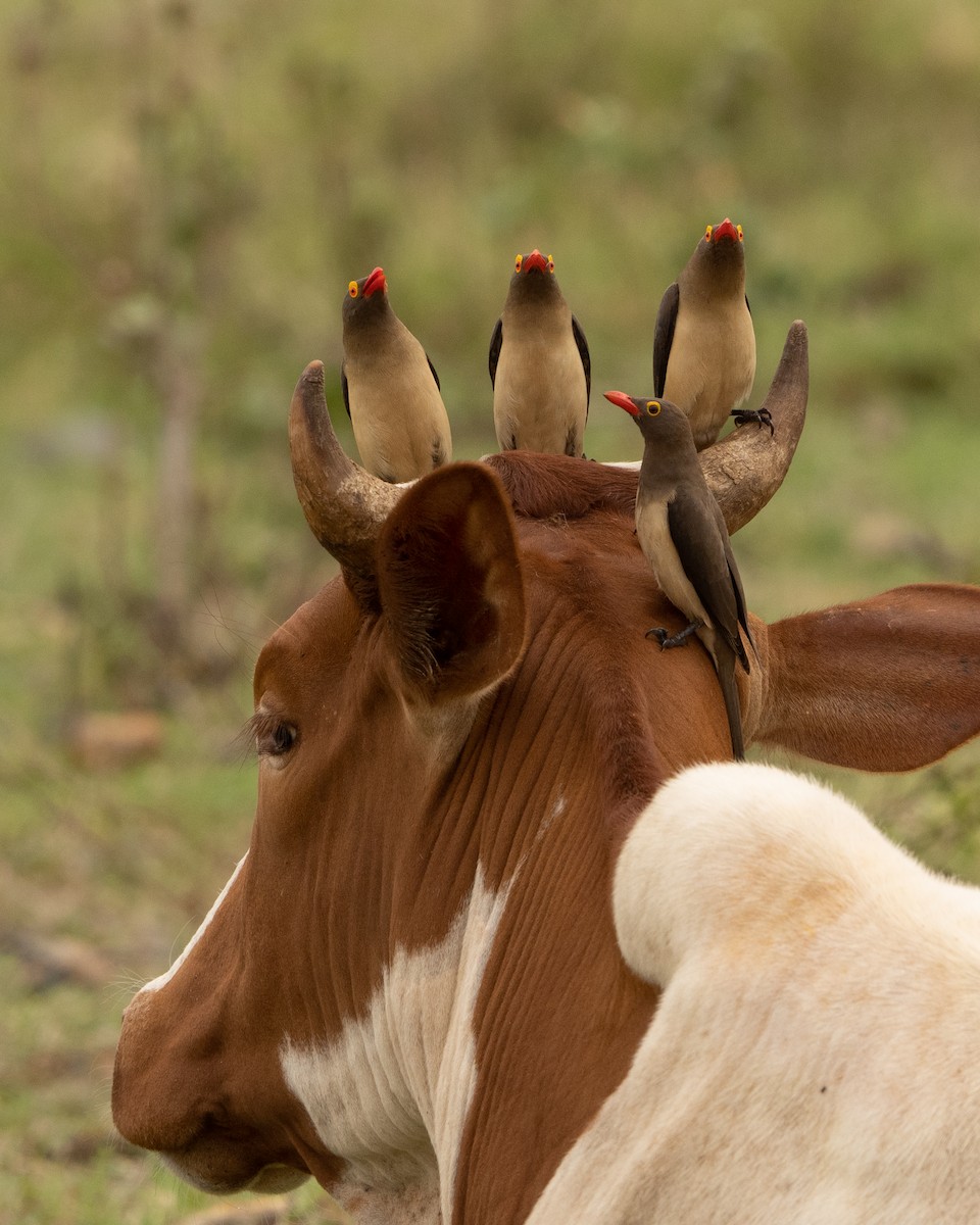 Red-billed Oxpecker - ML390342081