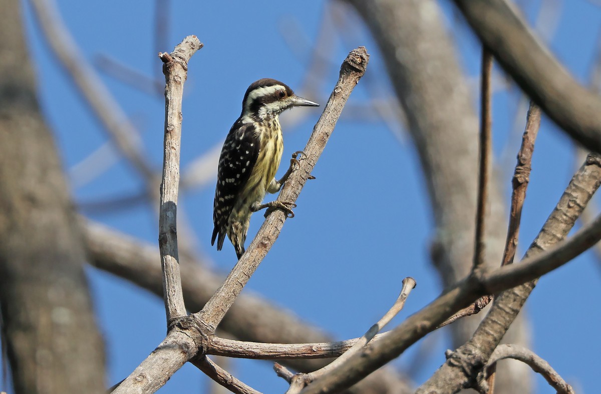 Philippine Pygmy Woodpecker - Robert Hutchinson
