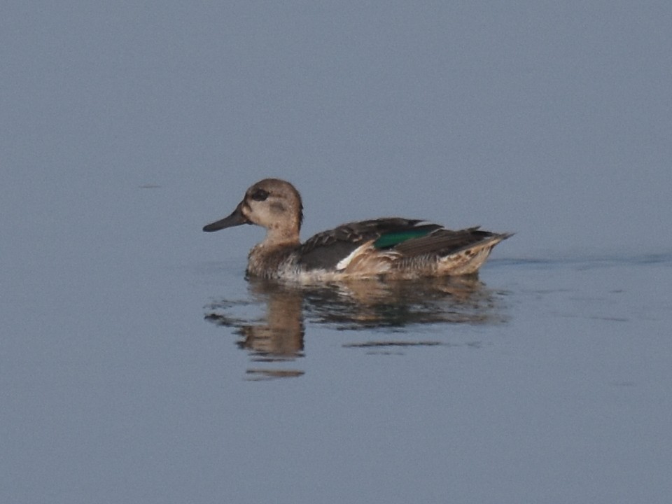 Green-winged Teal - ML39035331