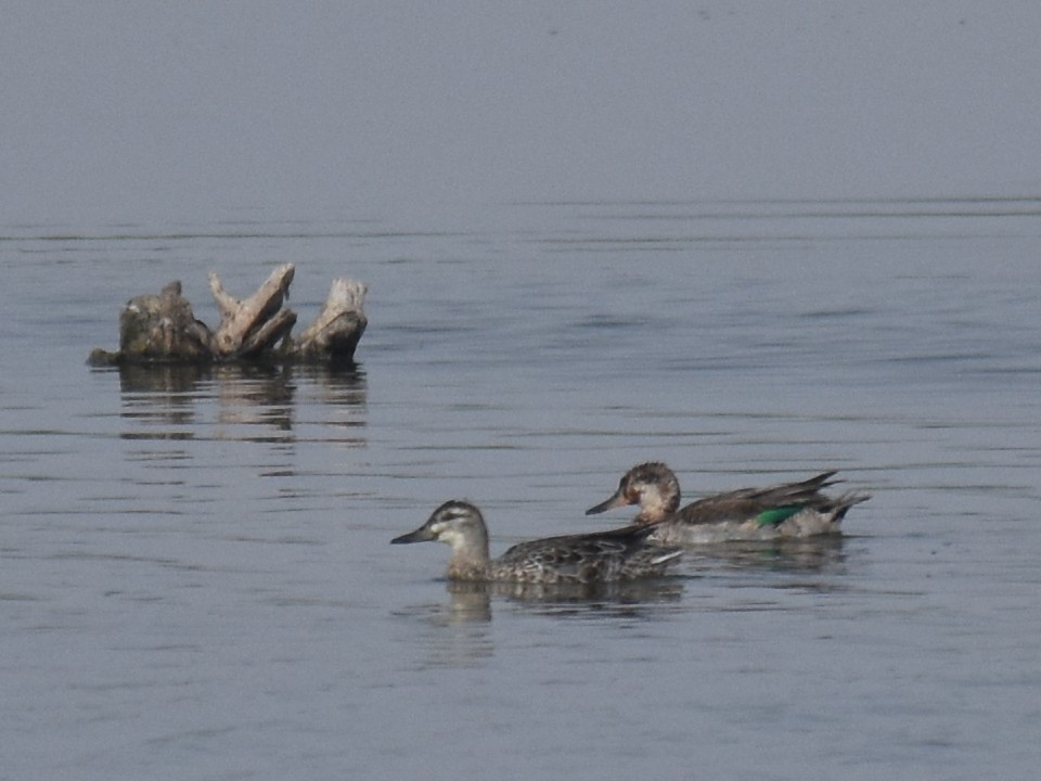 Green-winged Teal - ML39035341