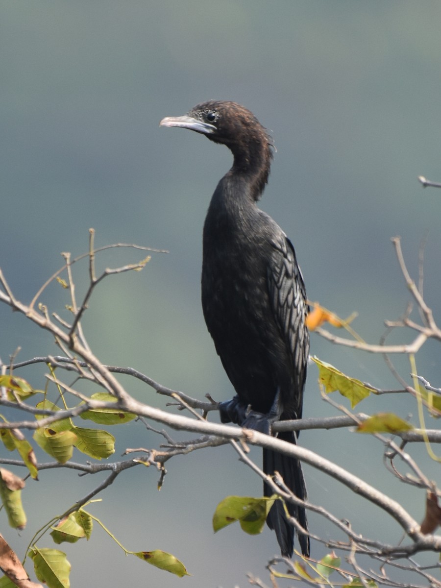 Little Cormorant - Renuka Vijayaraghavan