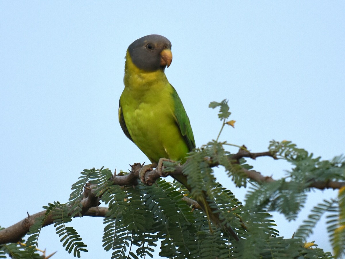 Plum-headed Parakeet - Renuka Vijayaraghavan