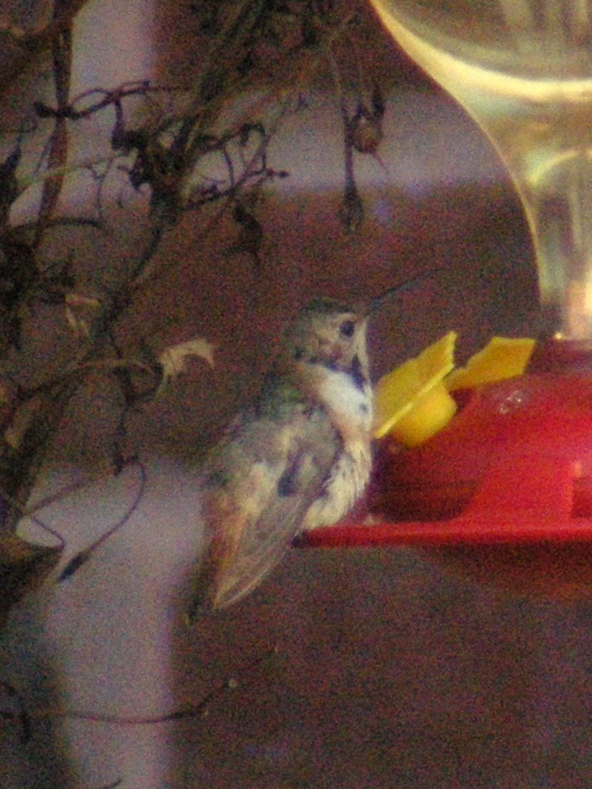 Allen's Hummingbird - ML39035501