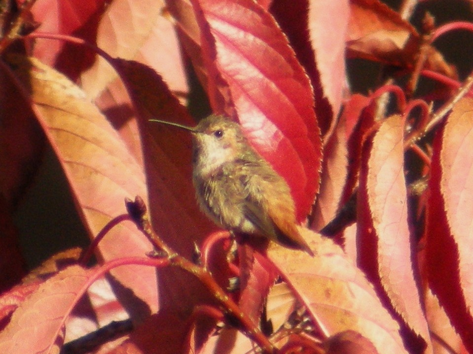 Allen's Hummingbird - ML39035511
