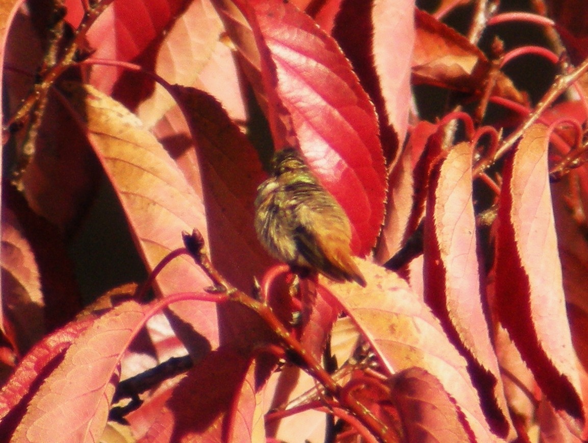 Allen's Hummingbird - William Keim
