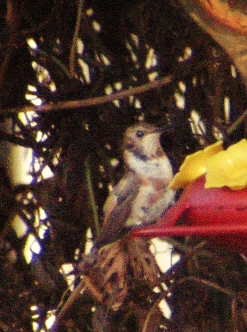 Allen's Hummingbird - ML39035531