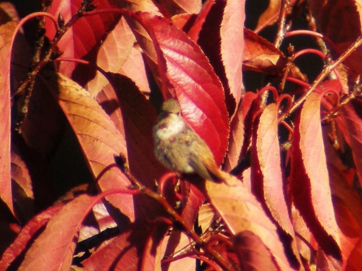 Allen's Hummingbird - ML39035541