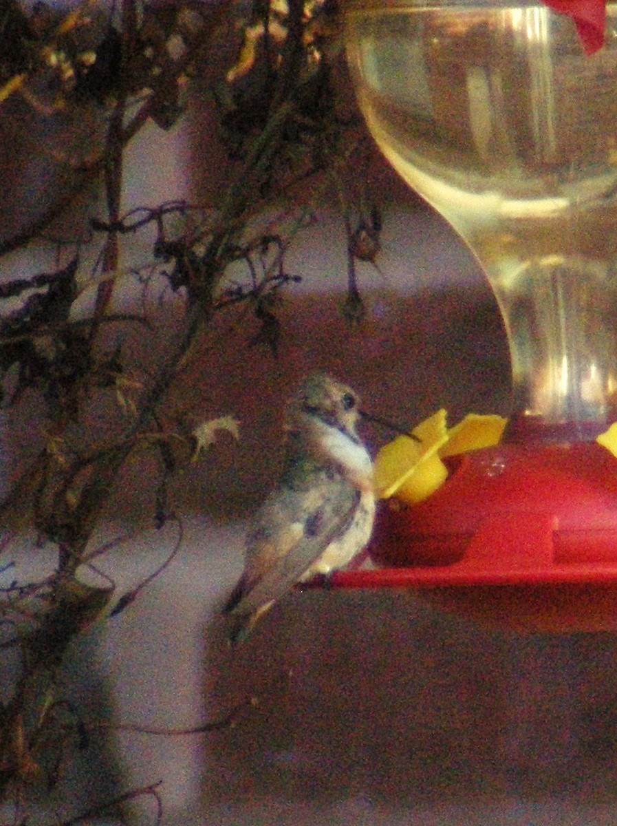 Allen's Hummingbird - ML39035551
