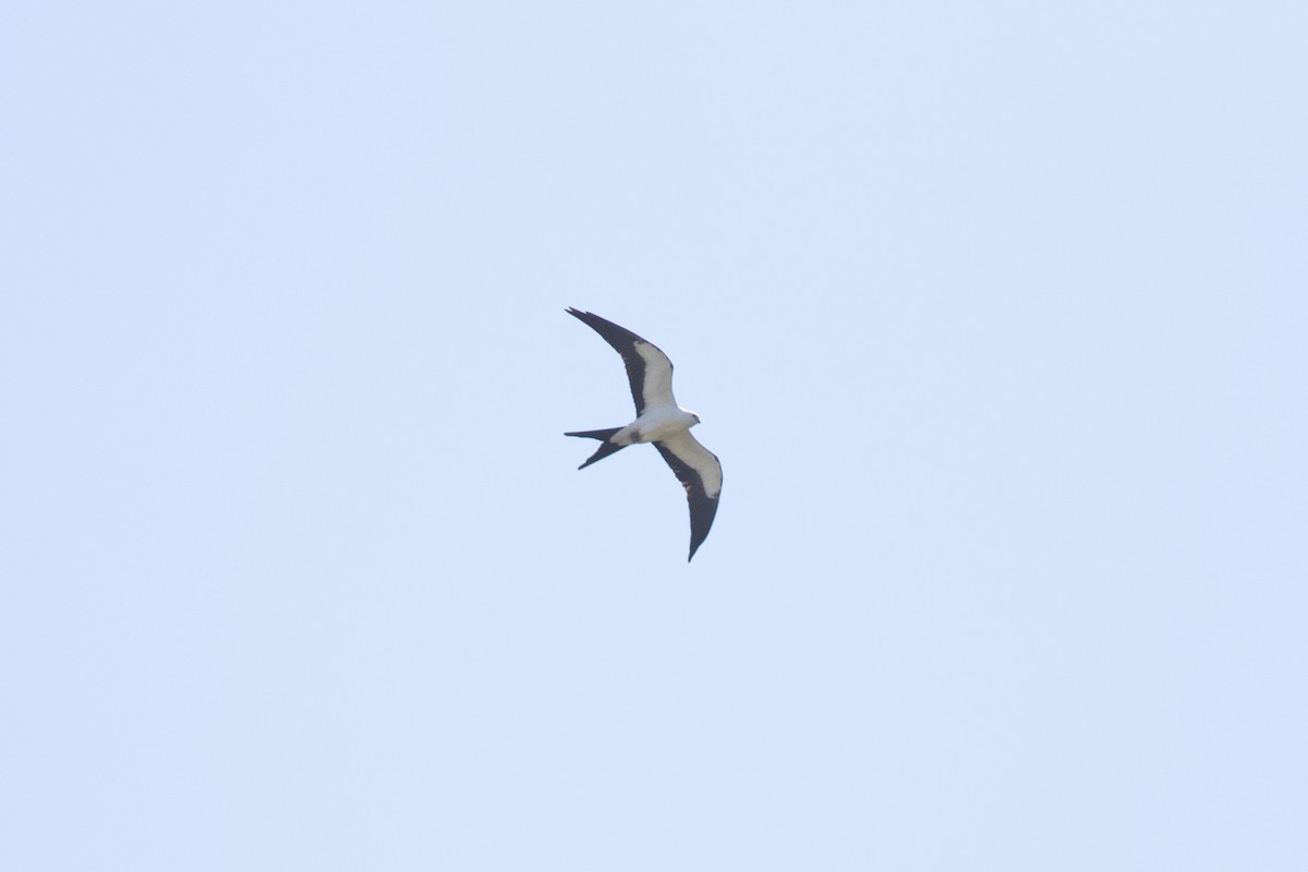 Swallow-tailed Kite - ML390359181