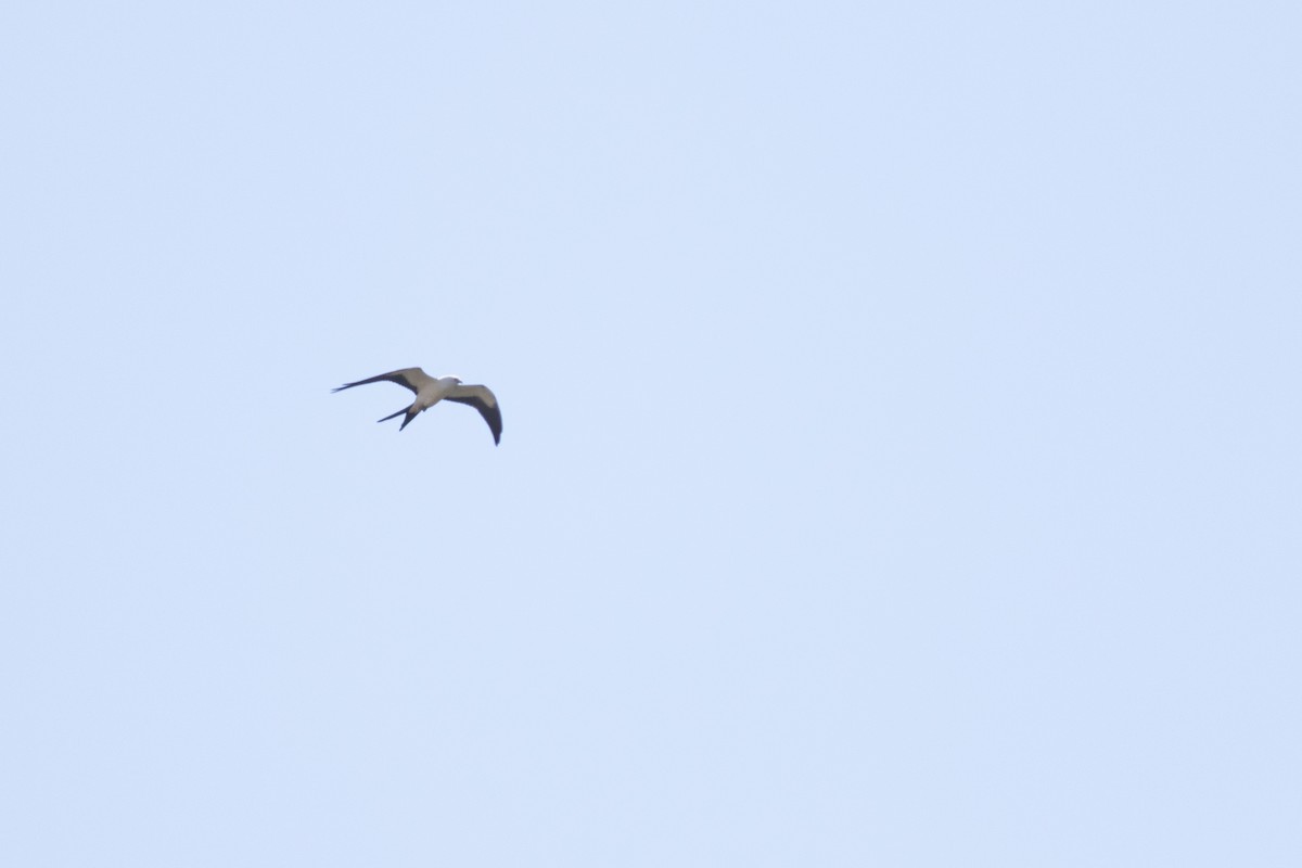 Swallow-tailed Kite - ML390359191