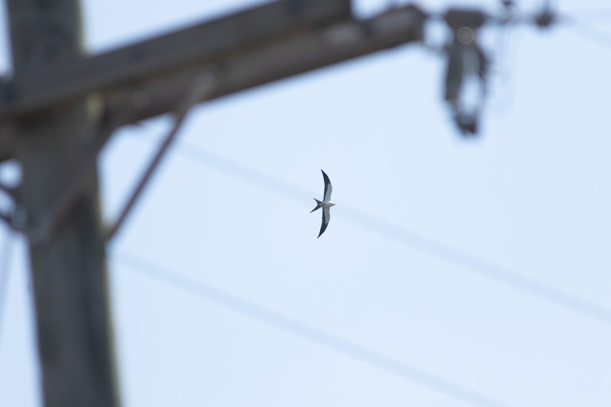 Swallow-tailed Kite - ML390359251