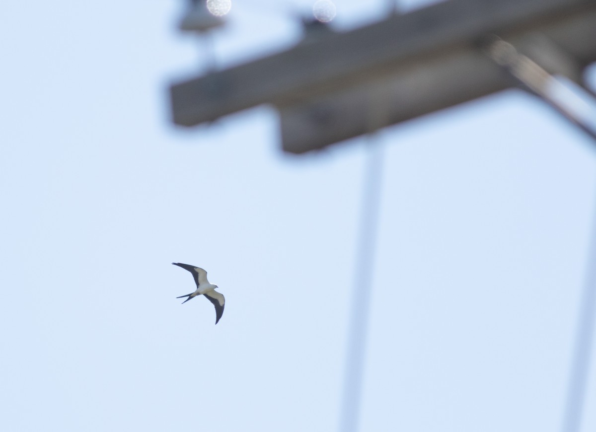 Swallow-tailed Kite - ML390359261