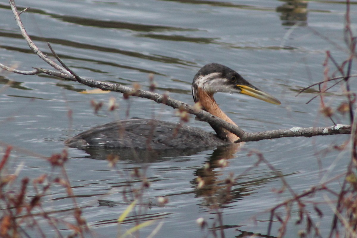 Red-necked Grebe - Brent Musser