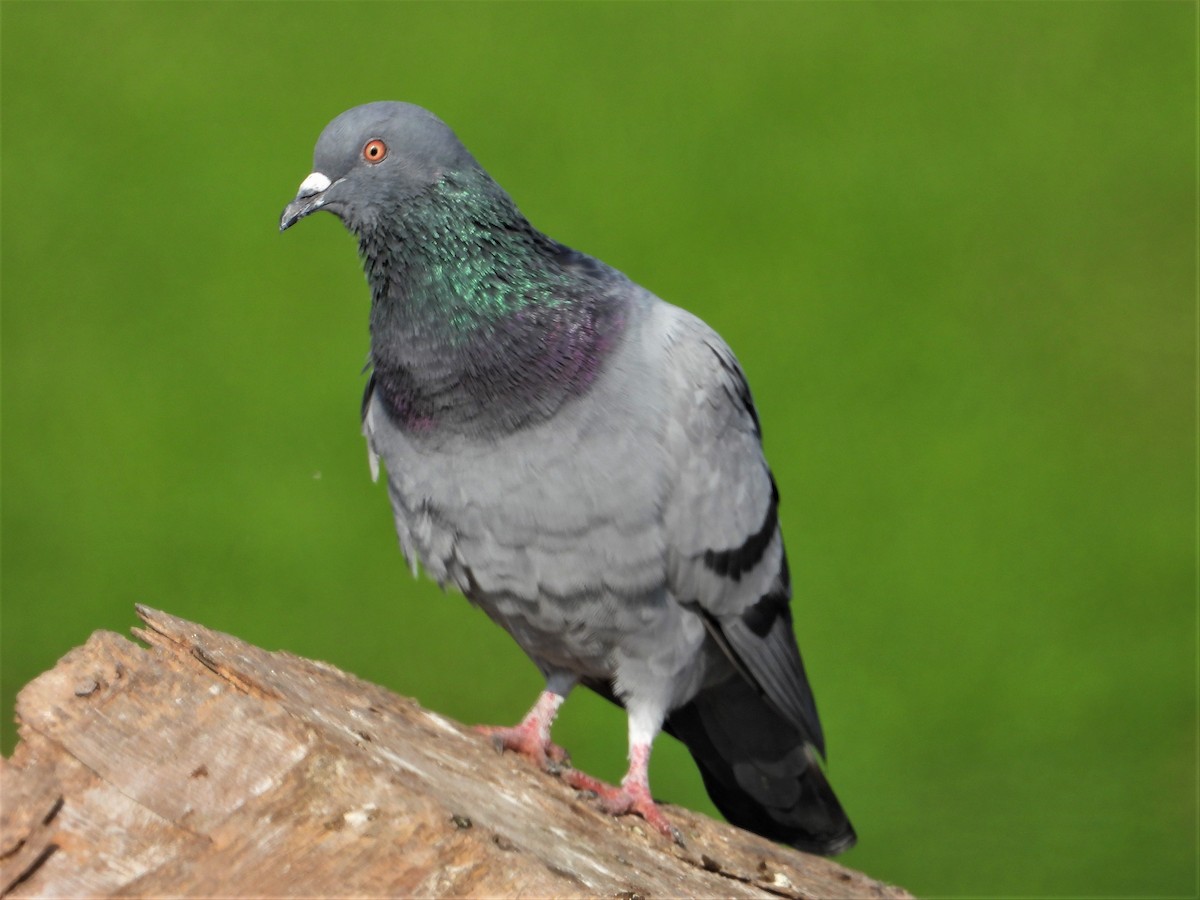 Rock Pigeon (Feral Pigeon) - מוטי בייפוס